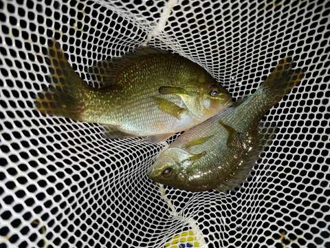 Image of Redbreast Sunfish