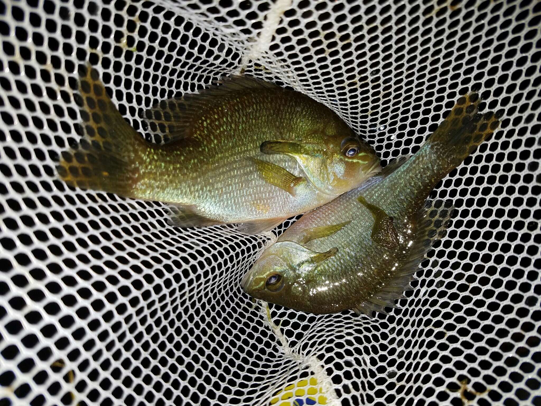 Image of Redbreast Sunfish