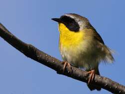 Image of Common Yellowthroat