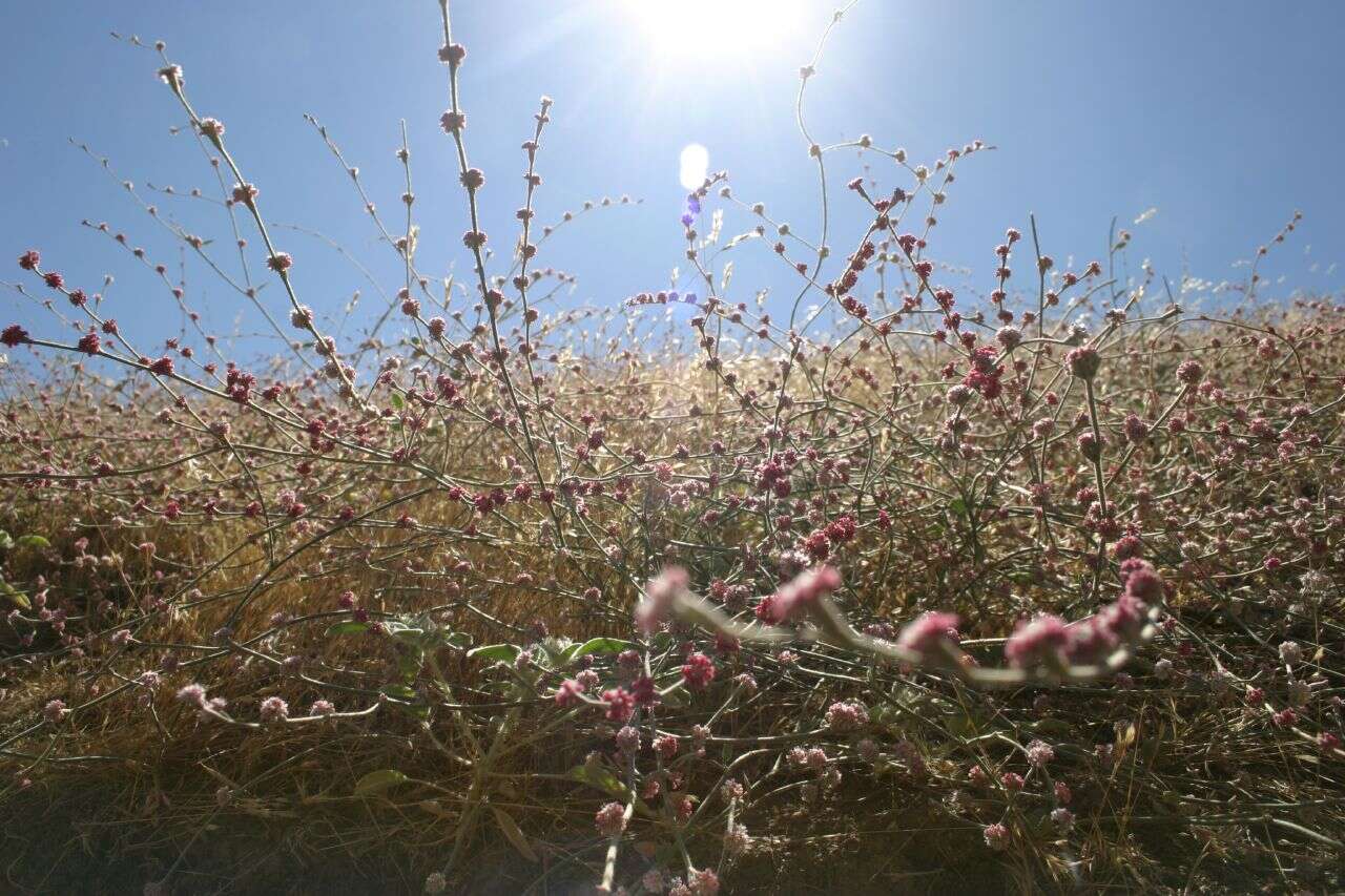 Image of wand buckwheat