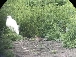 Image of Little Curlew