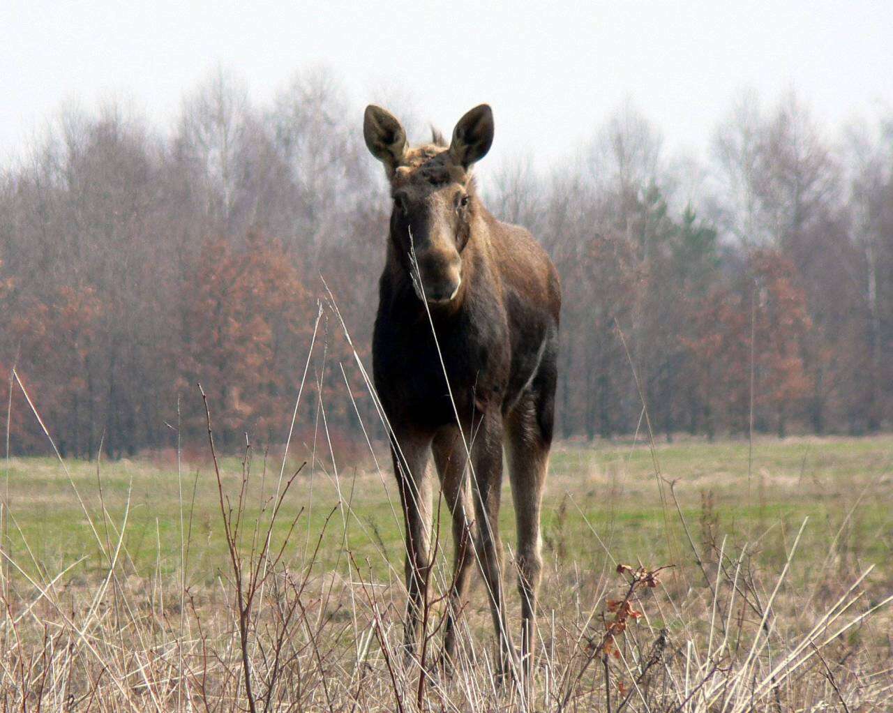 Image of North American Elk