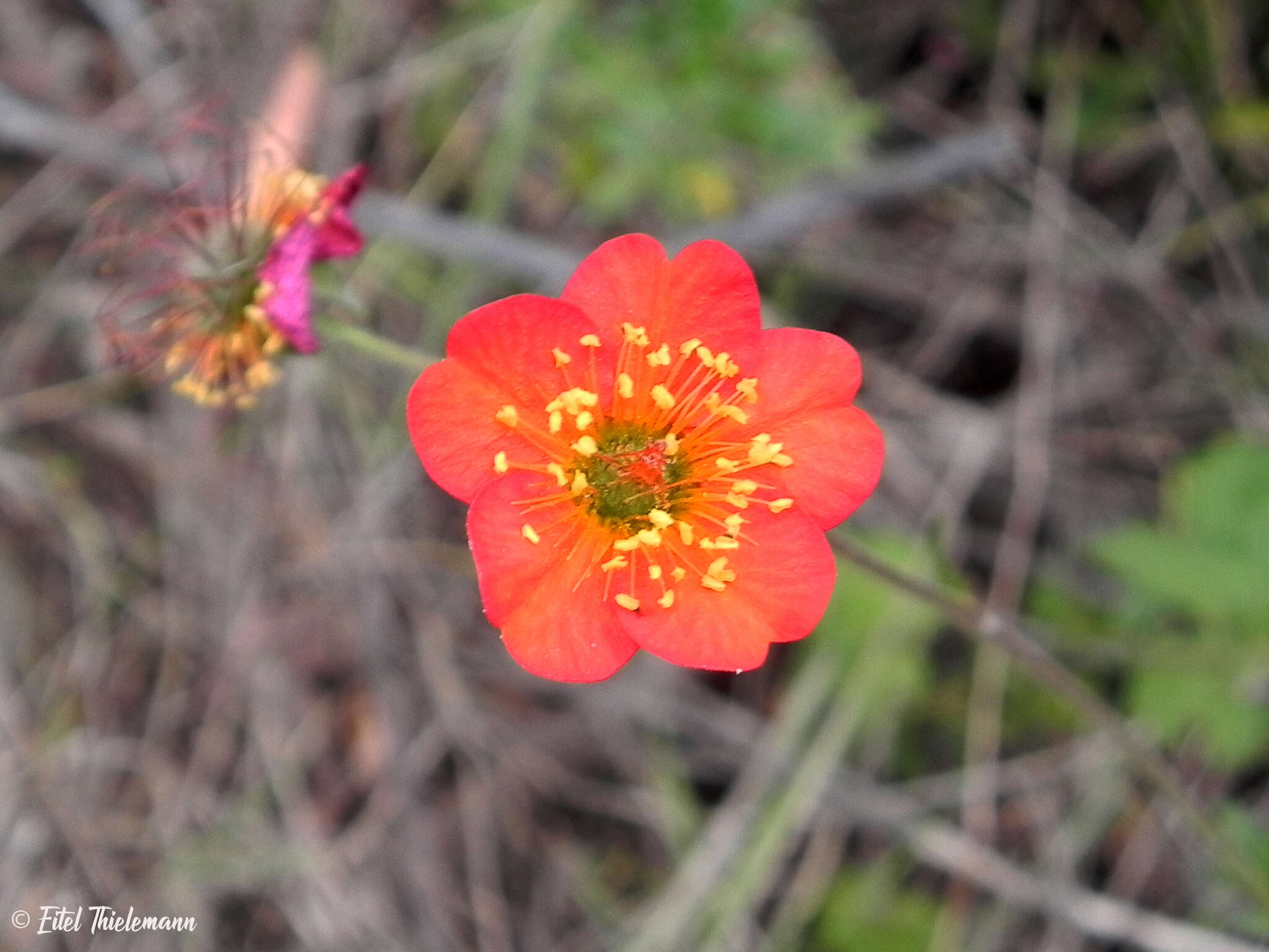 Слика од Geum quellyon Sweet