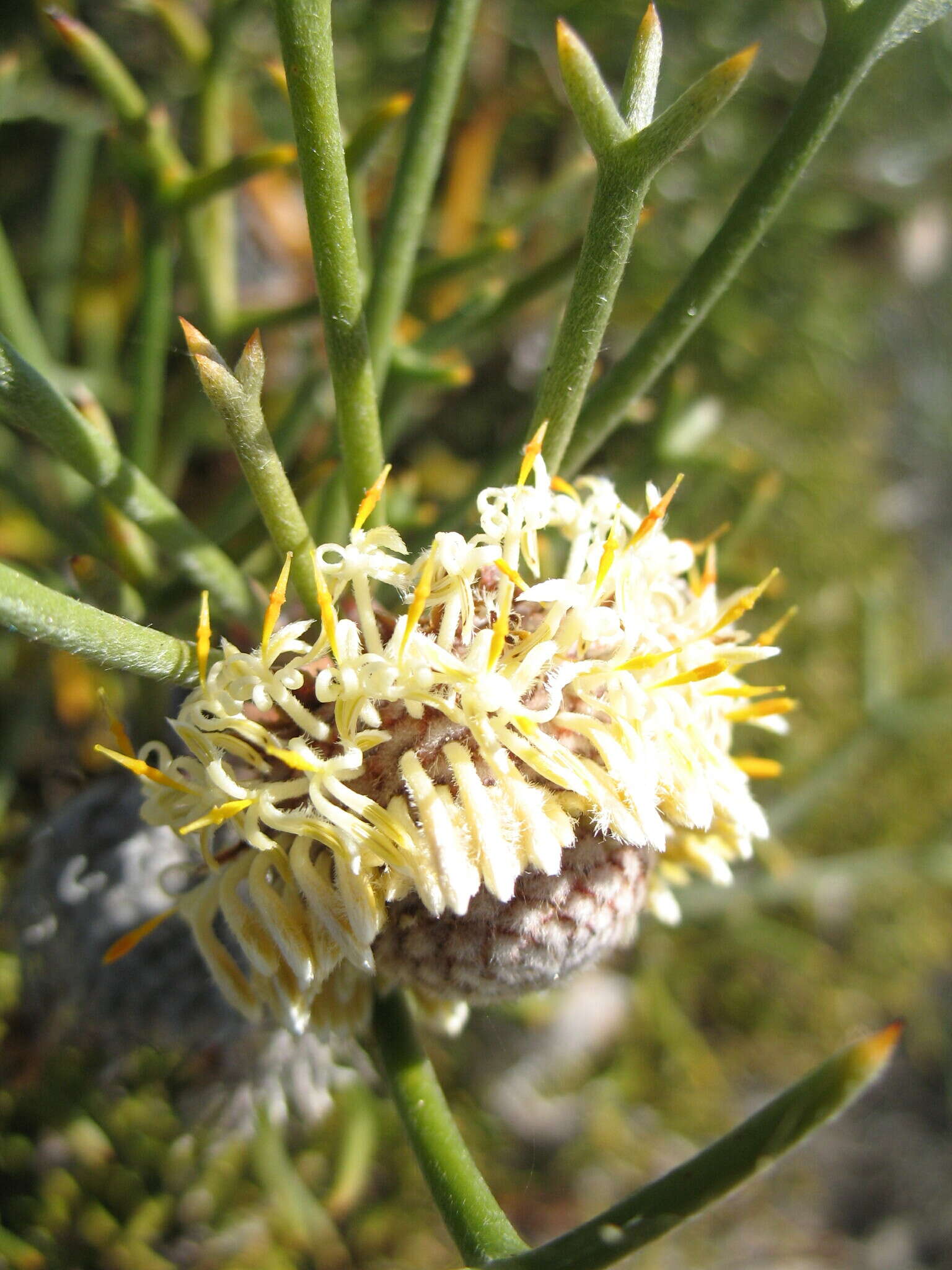 Image of nodding coneflower