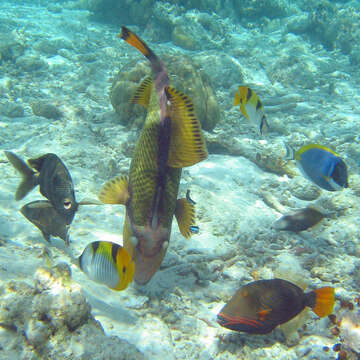 Image of Blackwedged Butterflyfish