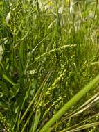 Image of quakinggrass