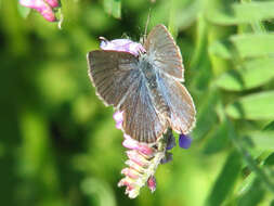 Image of Silvery Blue