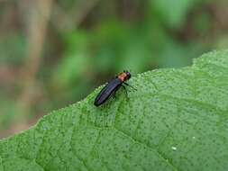 Imagem de Agrilus ruficollis (Fabricius 1787)