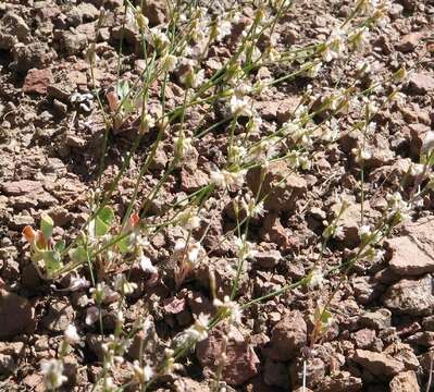 Imagem de Eriogonum vimineum Dougl. ex Benth.