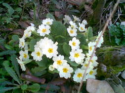 Image of Primrose