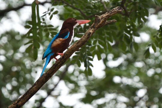 صورة Halcyon smyrnensis perpulchra Madarász 1904