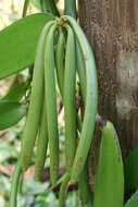 Image of vanilla