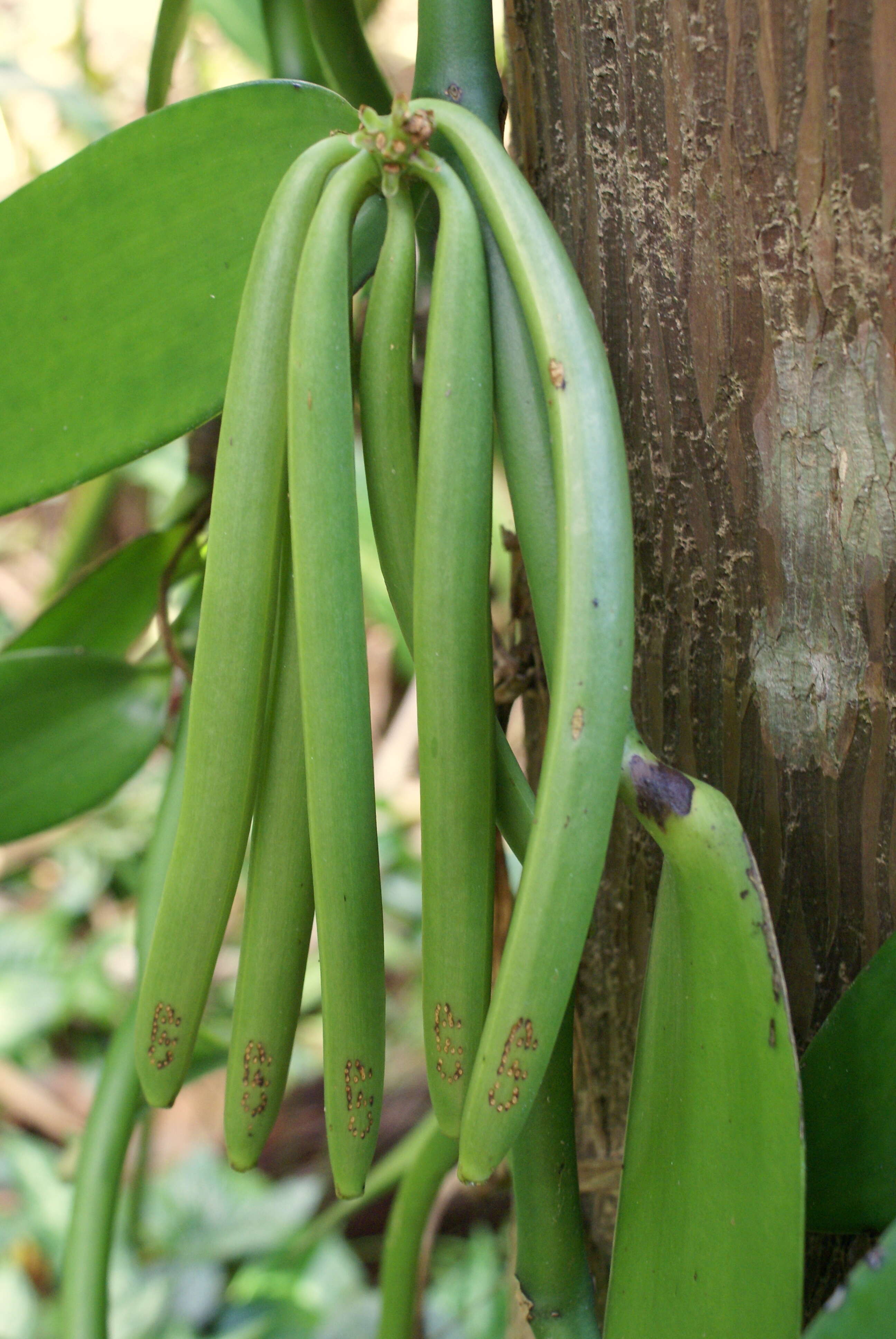 Image of vanilla