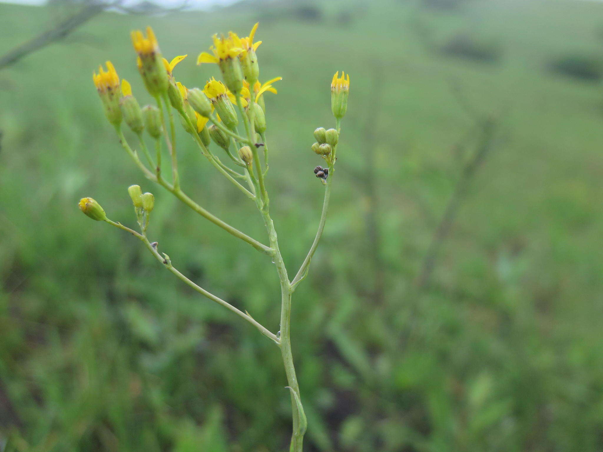 Sivun Senecio glaberrimus DC. kuva