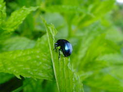 Image of Chrysolina herbacea