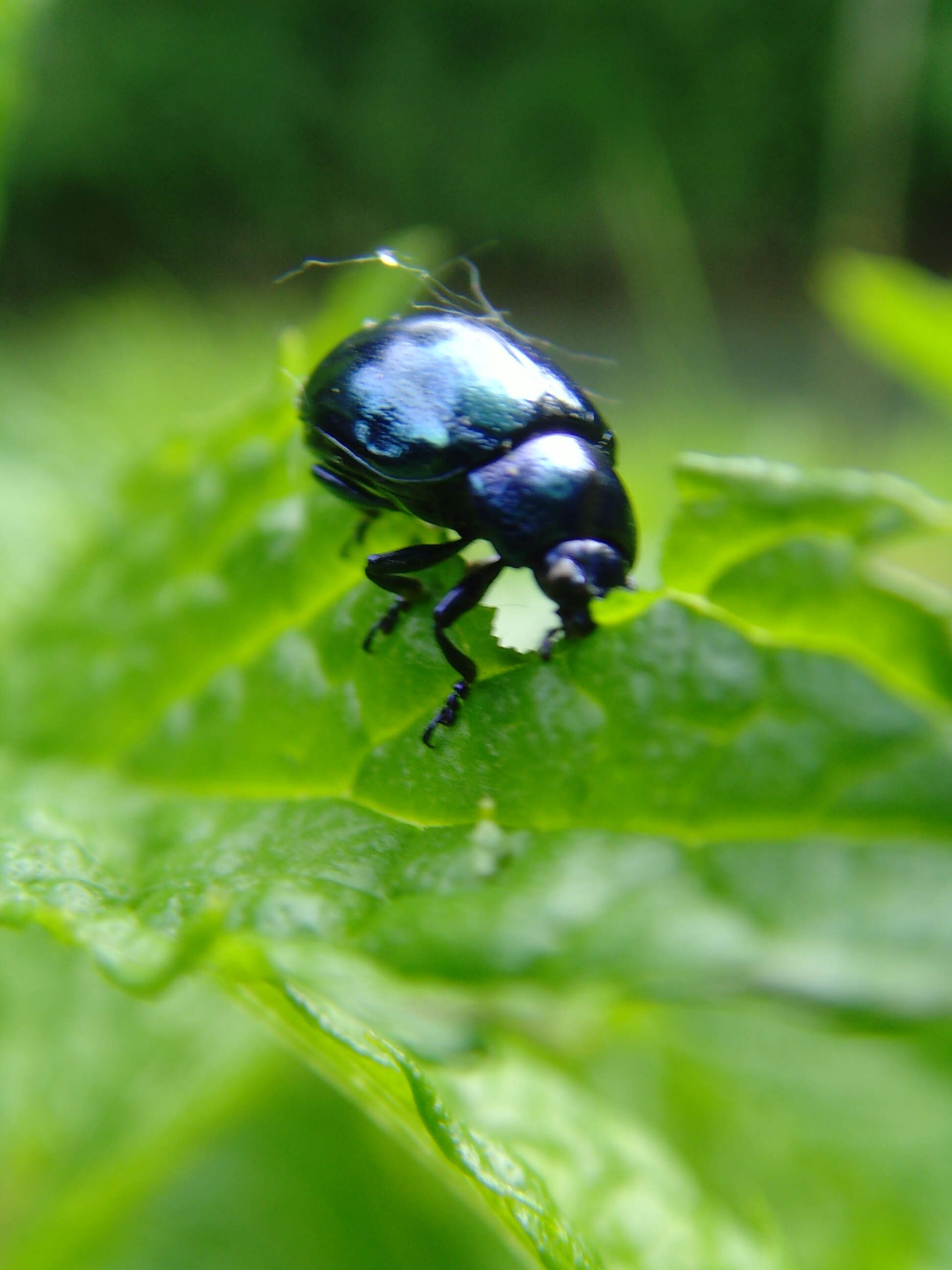 Image of Chrysolina herbacea