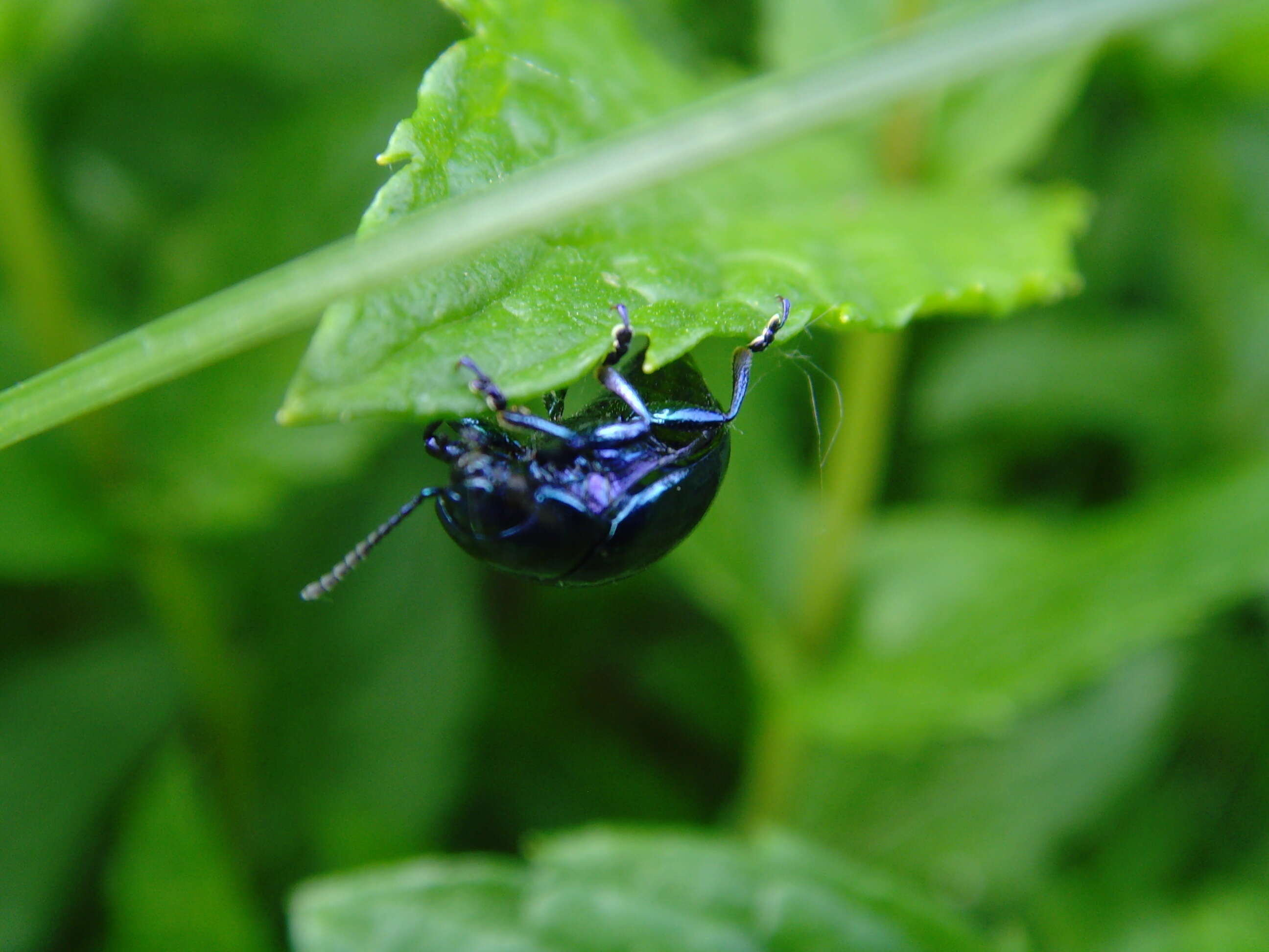 Image of Chrysolina herbacea