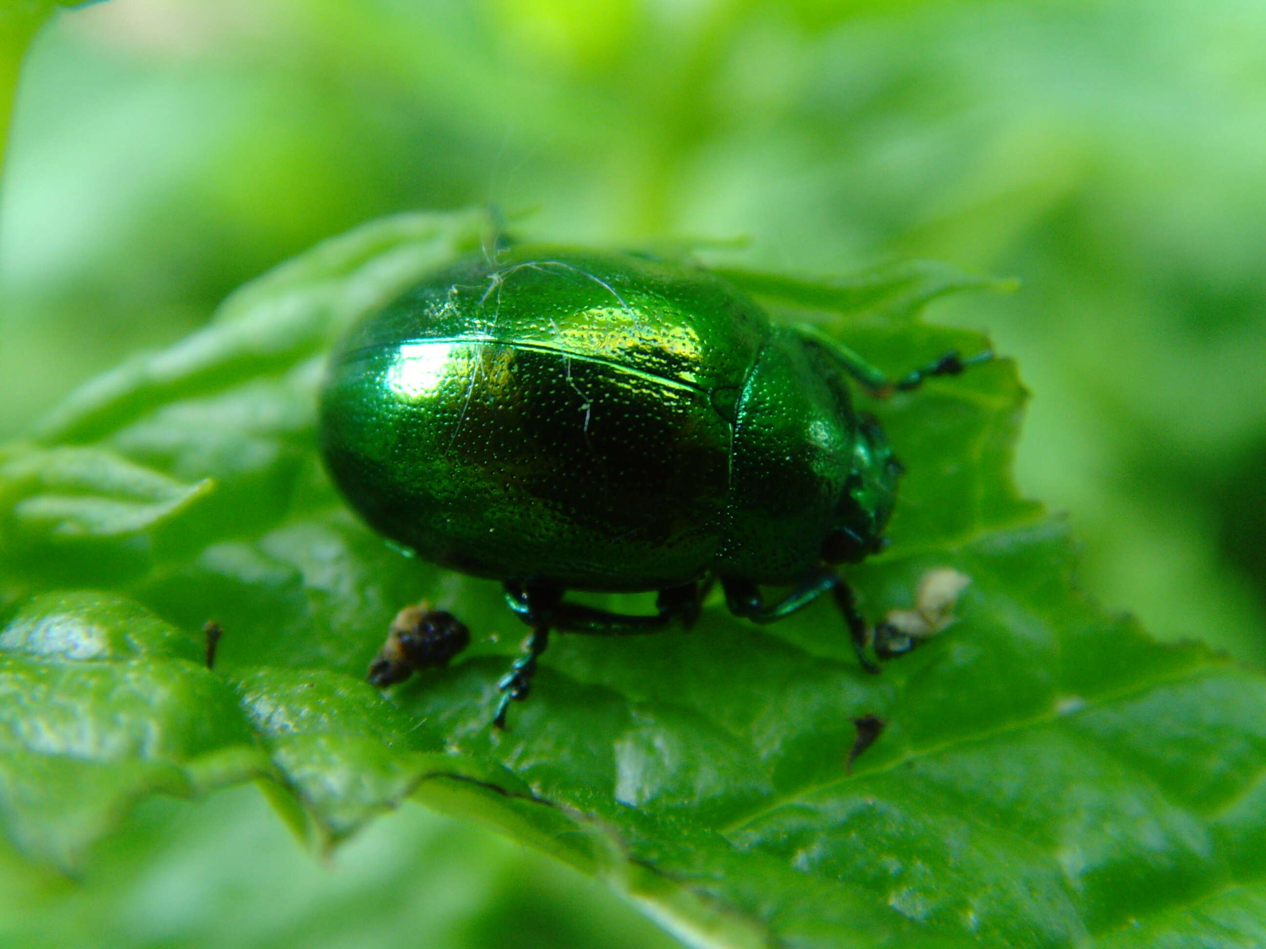 Image of Chrysolina herbacea