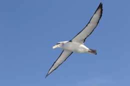 Image of Shy Albatross