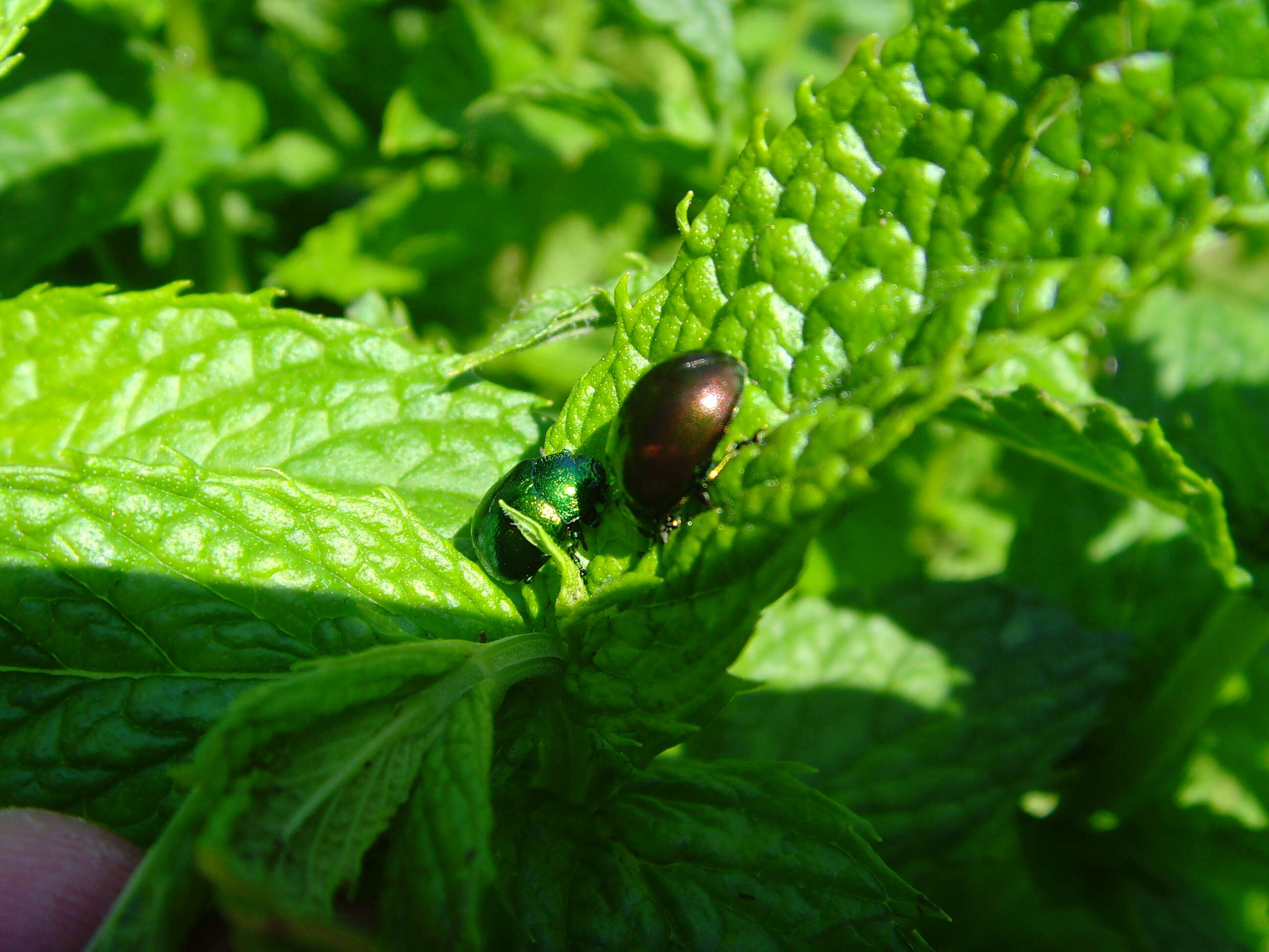 Image of Chrysolina herbacea