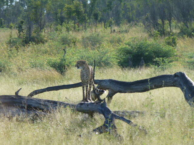 Image of Namibian cheetah