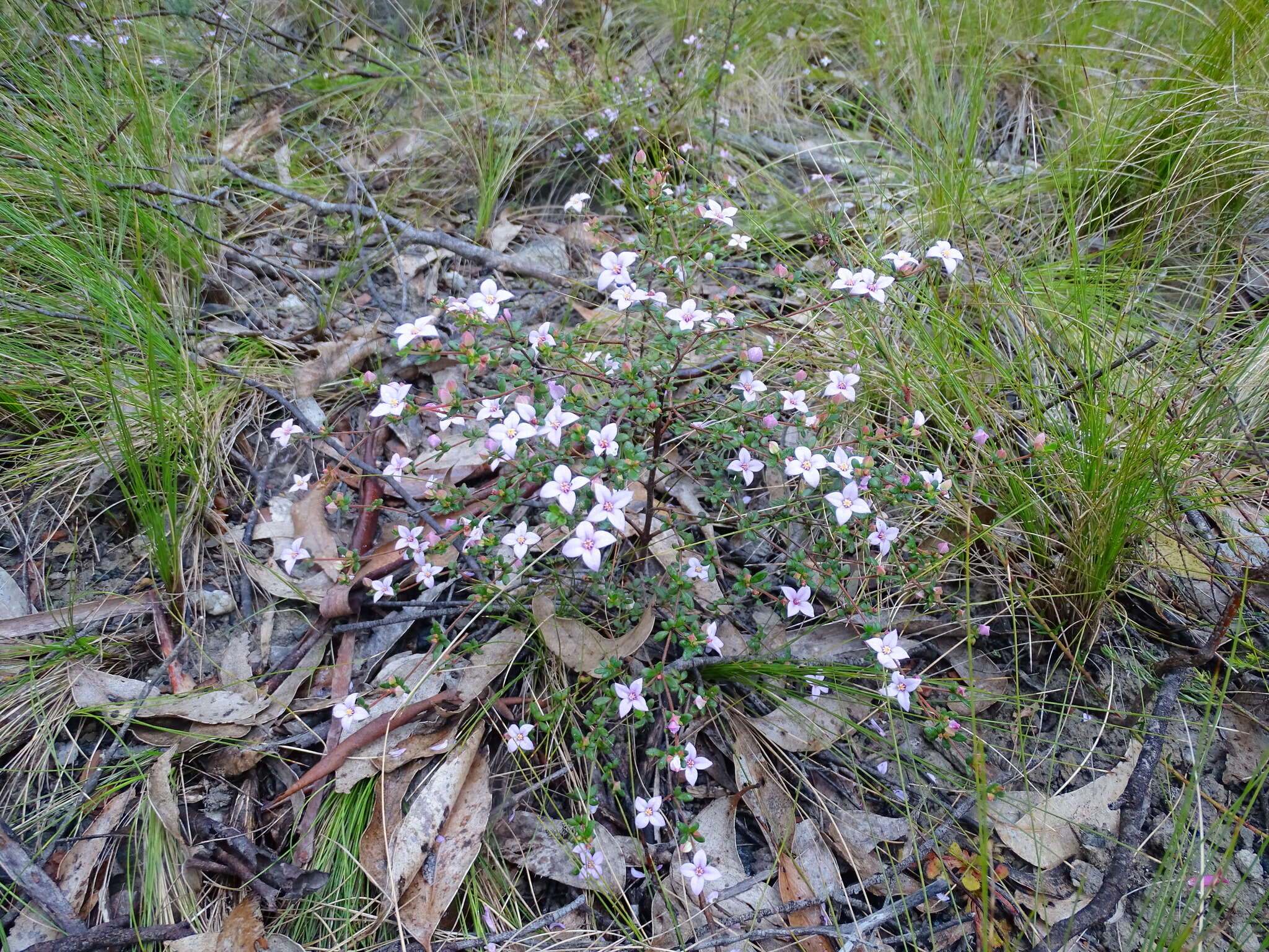 Image of island boronia