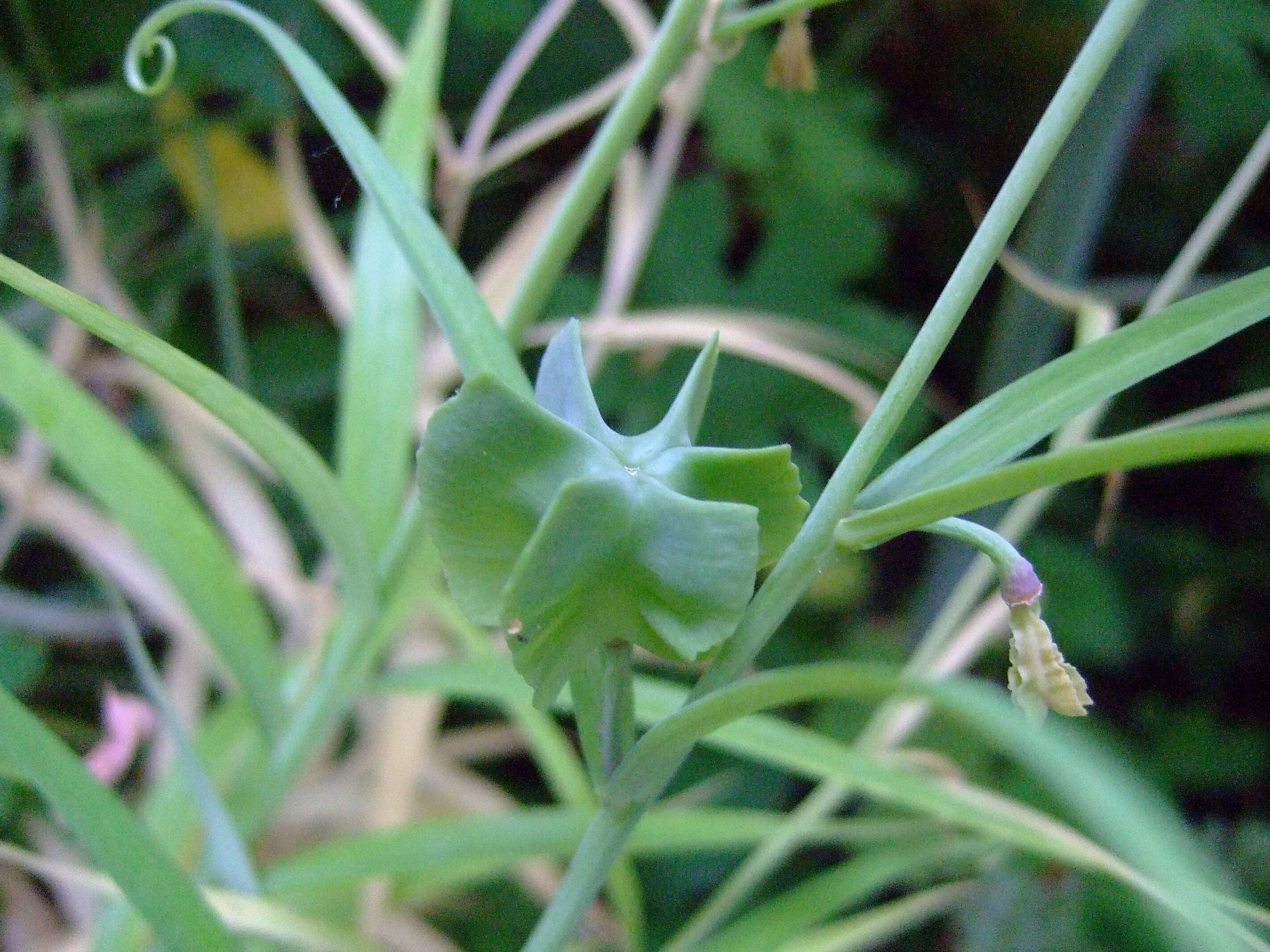 Image of Fritillaria thunbergii Miq.