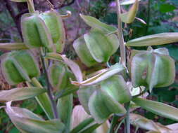 Image of Fritillaria sewerzowii Regel