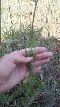 Image of stinking hawksbeard