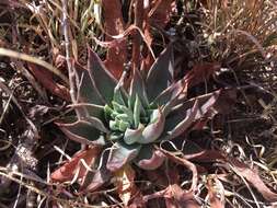 Image of Echeveria mucronata Schltdl.