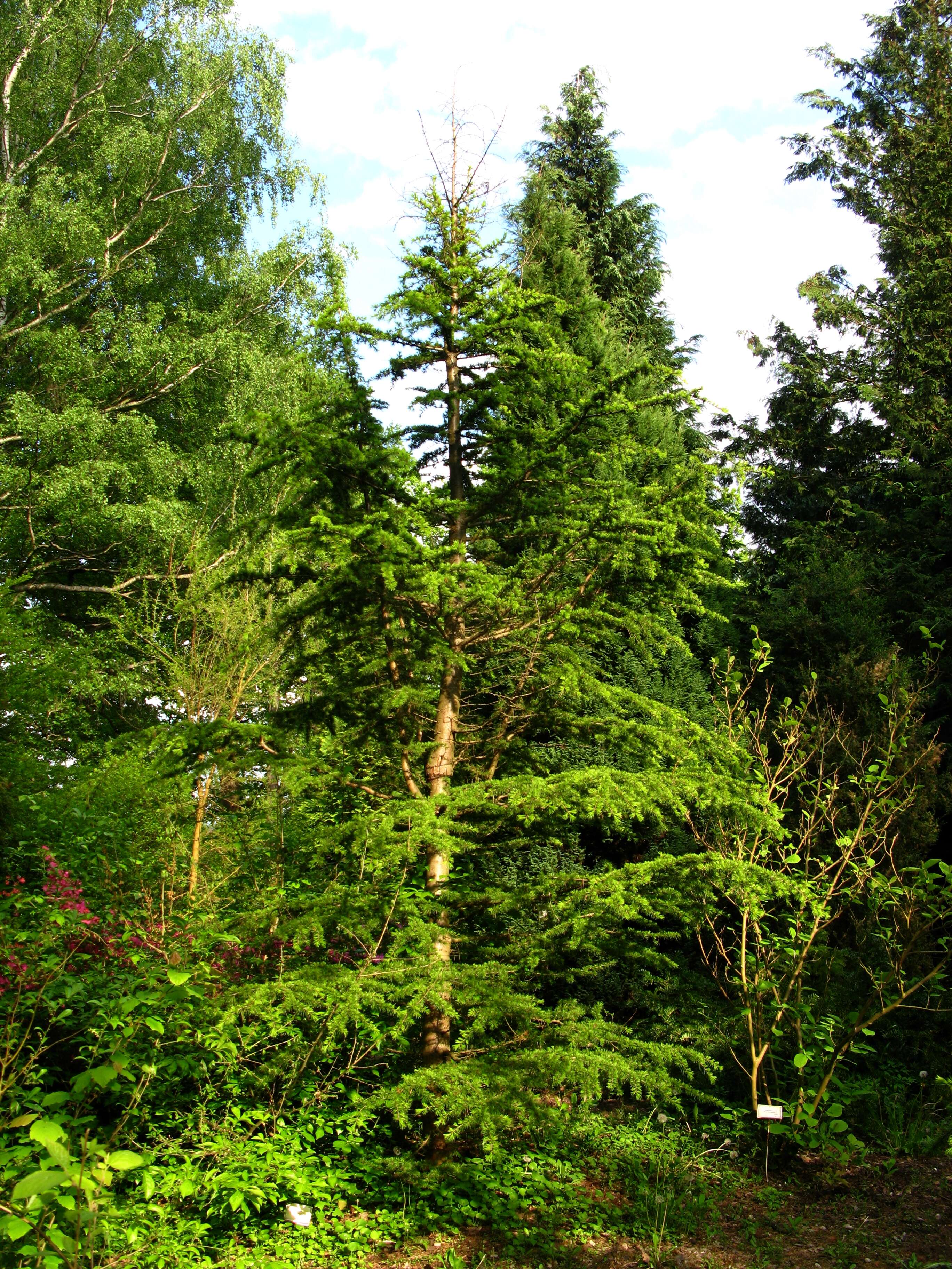 Image of Cedar of Lebanon