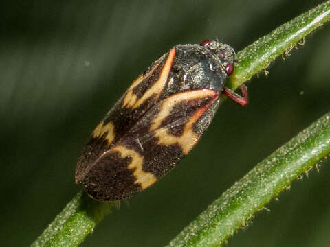 Image of Deois (Fennahia) flexuosa (Walker 1851)