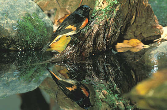 Image of American Redstart