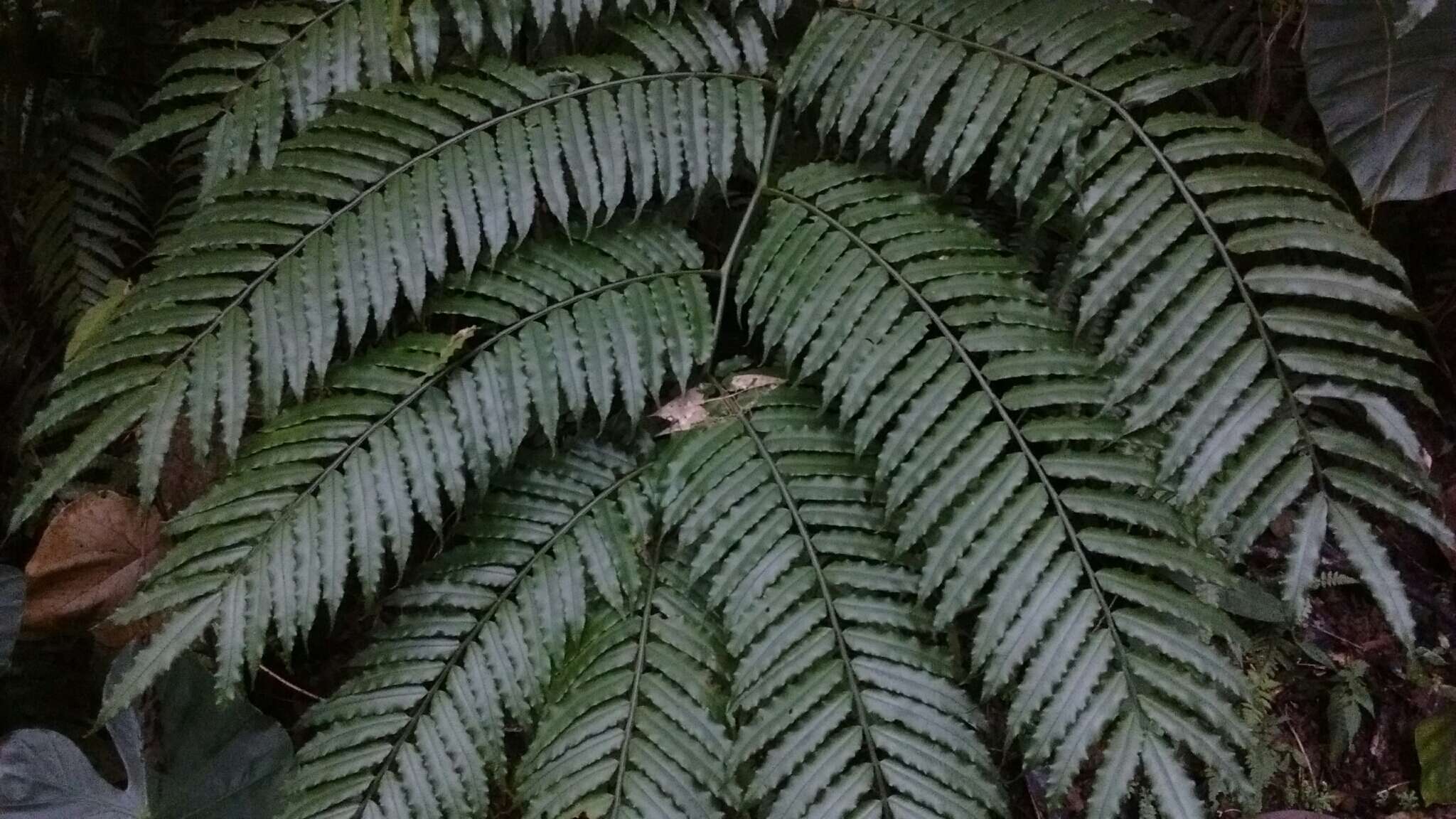 Image of Angiopteris lygodiifolia Rosenst.