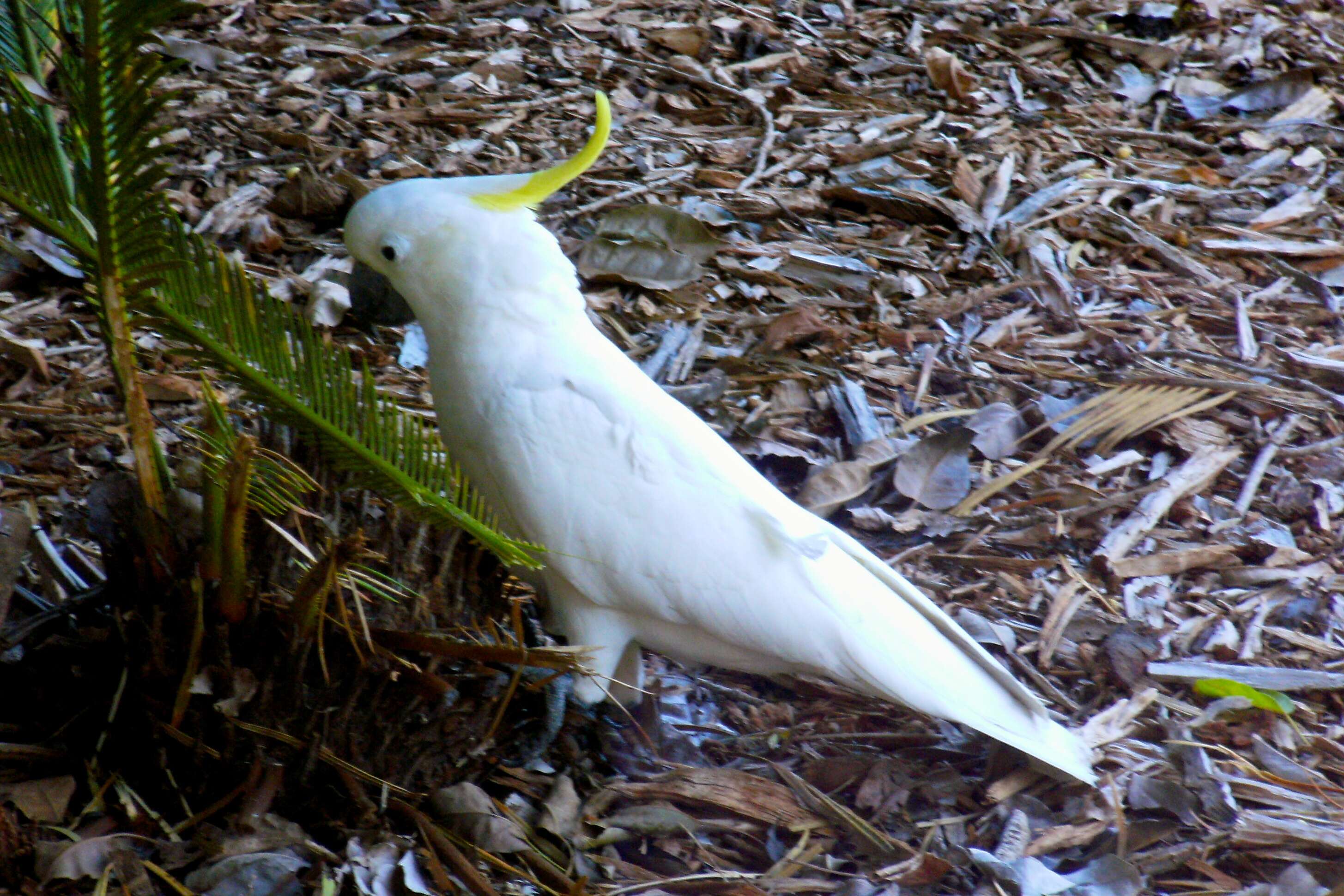 Image of Sulphur-crested Cockatoo