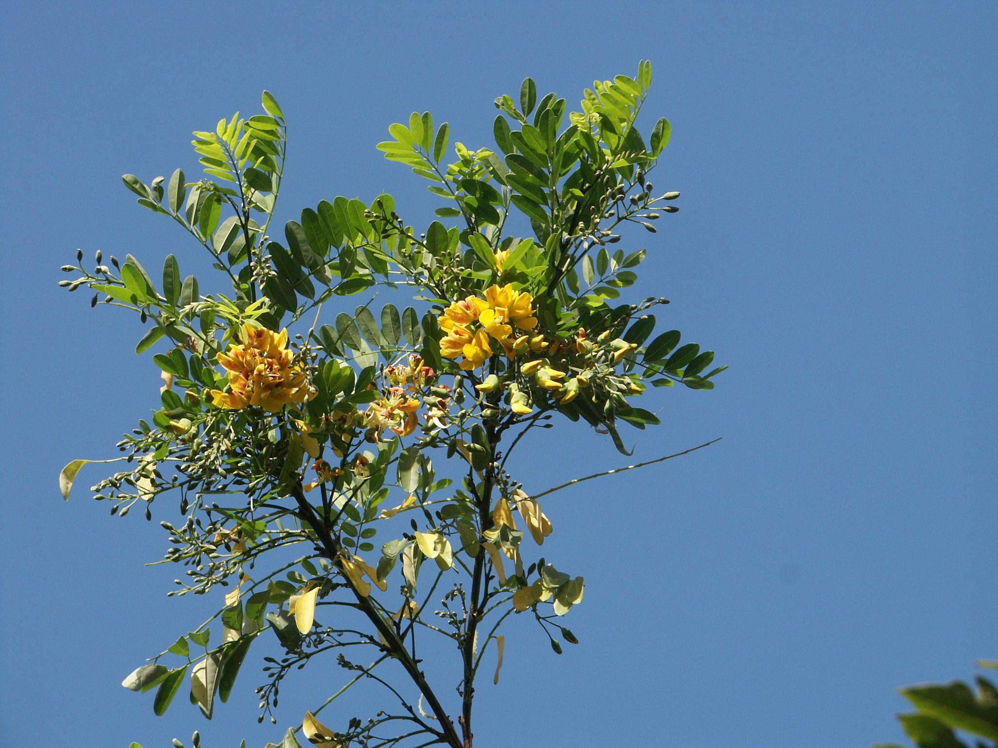 Imagem de Calpurnia aurea subsp. aurea