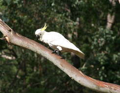 Image of Sulphur-crested Cockatoo