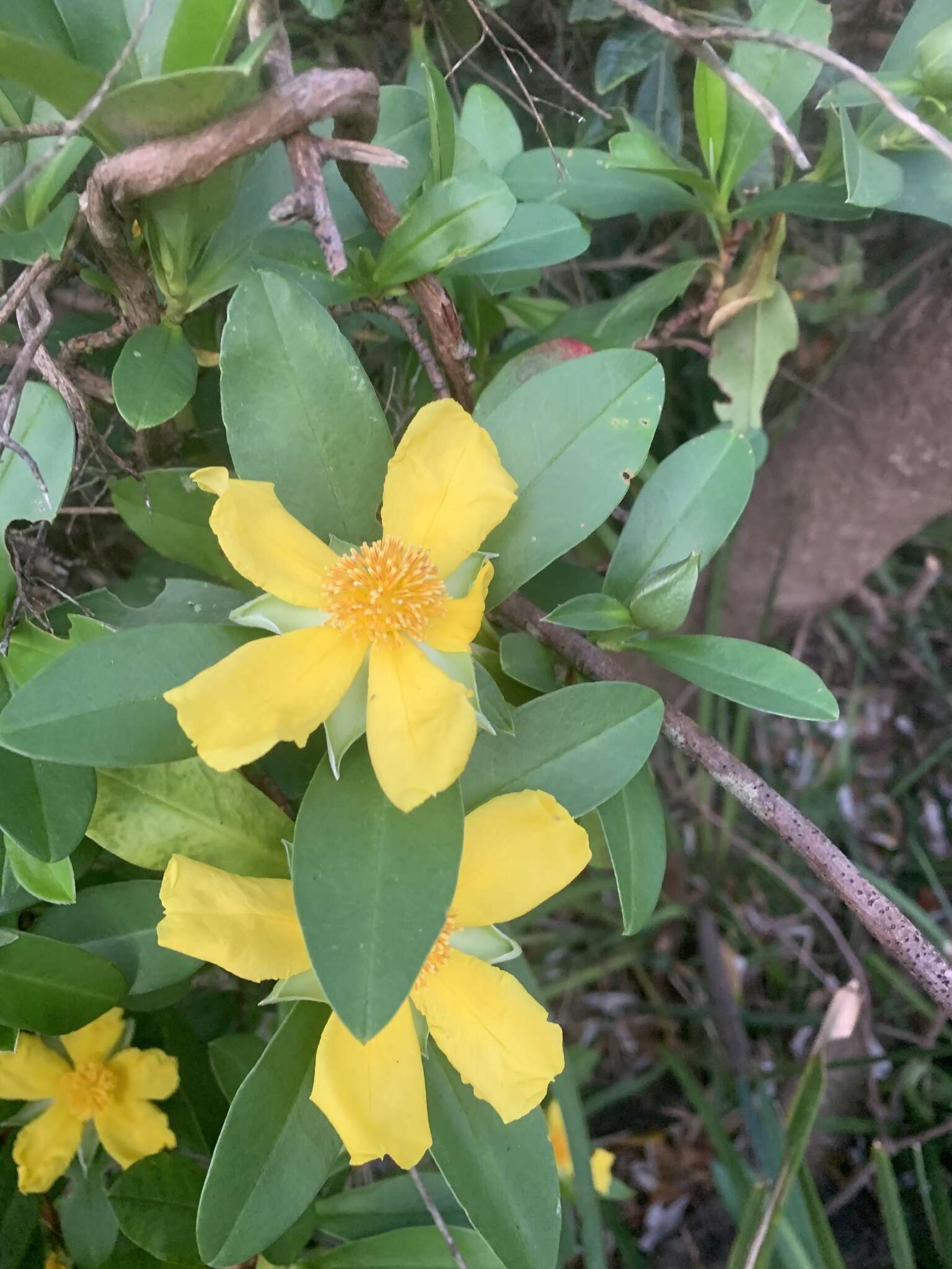 Image of Hibbertia scandens (Willd.) Gilg