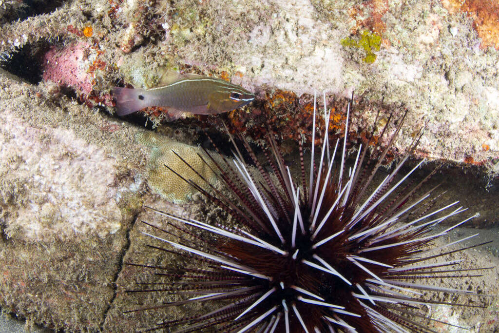 Image of Cardinal fish