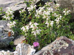 Image of Lamium tomentosum Willd.