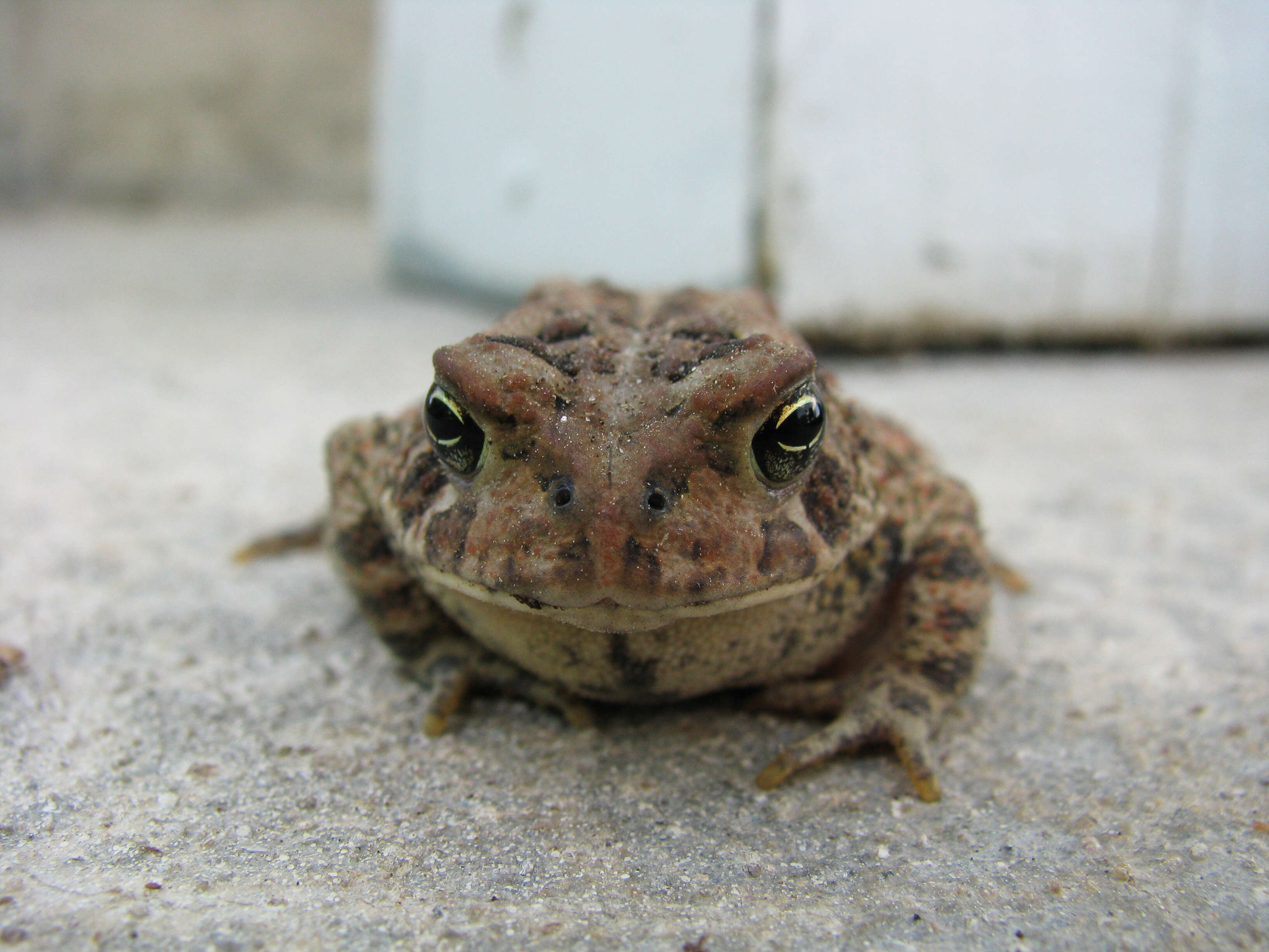 Image de Anaxyrus americanus (Holbrook 1836)