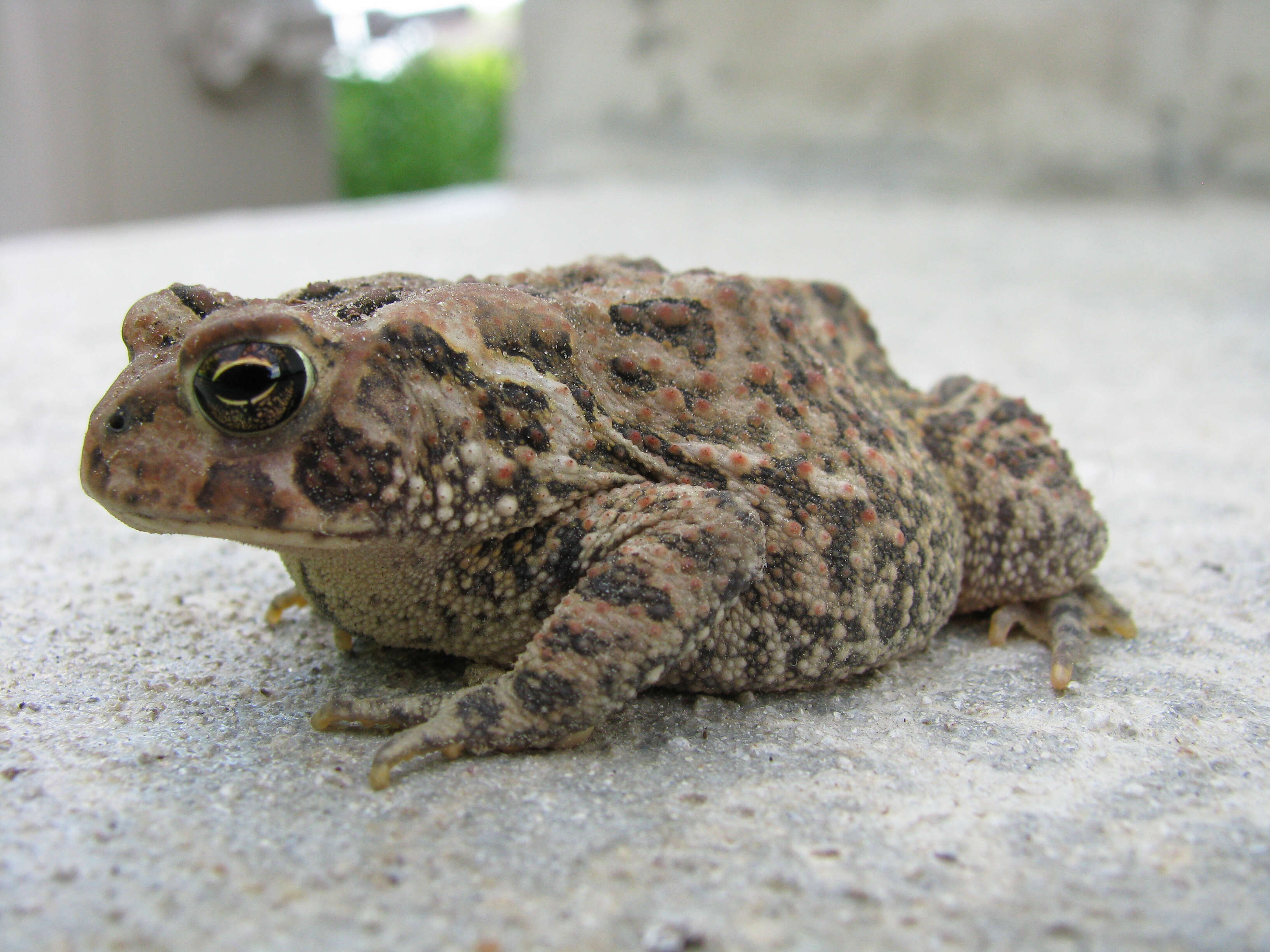 Image de Anaxyrus americanus (Holbrook 1836)