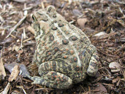 Image of American Toad