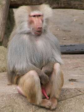 Image of hamadryas baboon