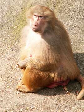 Image of Baboon