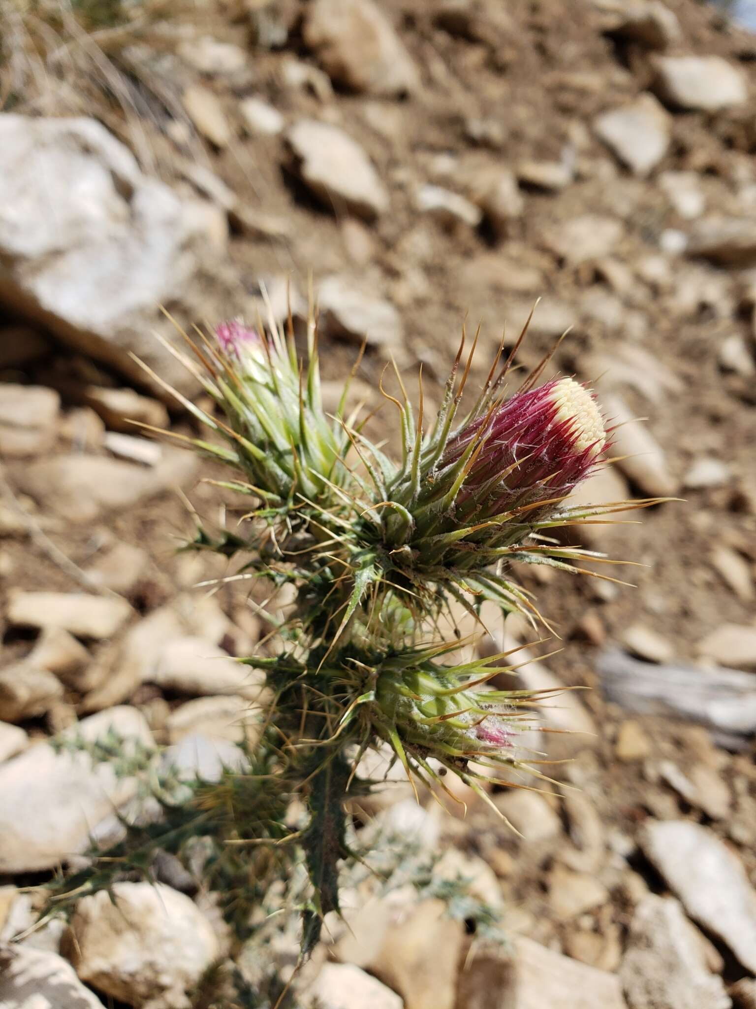 Image of <i>Cirsium <i>arizonicum</i></i> var. arizonicum