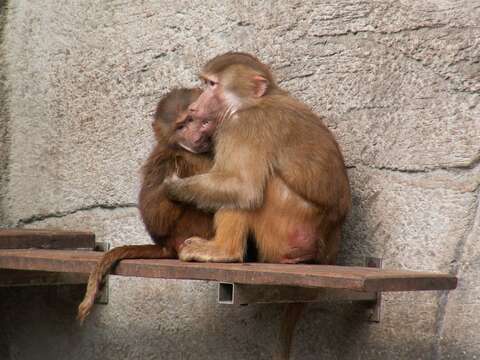 Image of hamadryas baboon