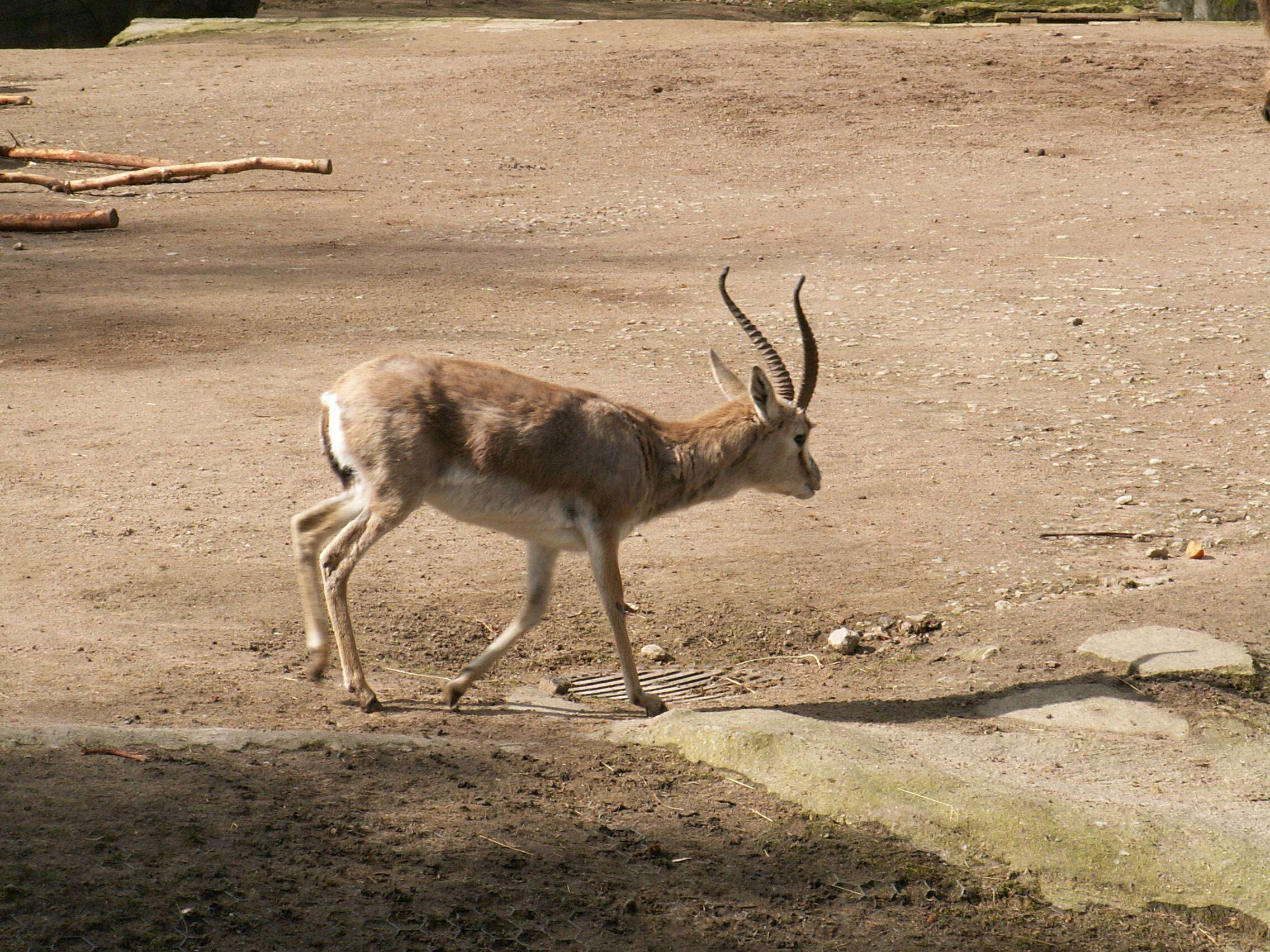 Image of Gazella Blainville 1816