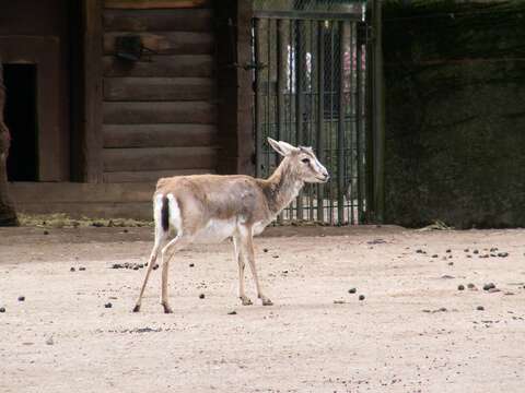 Image of Goitered Gazelle