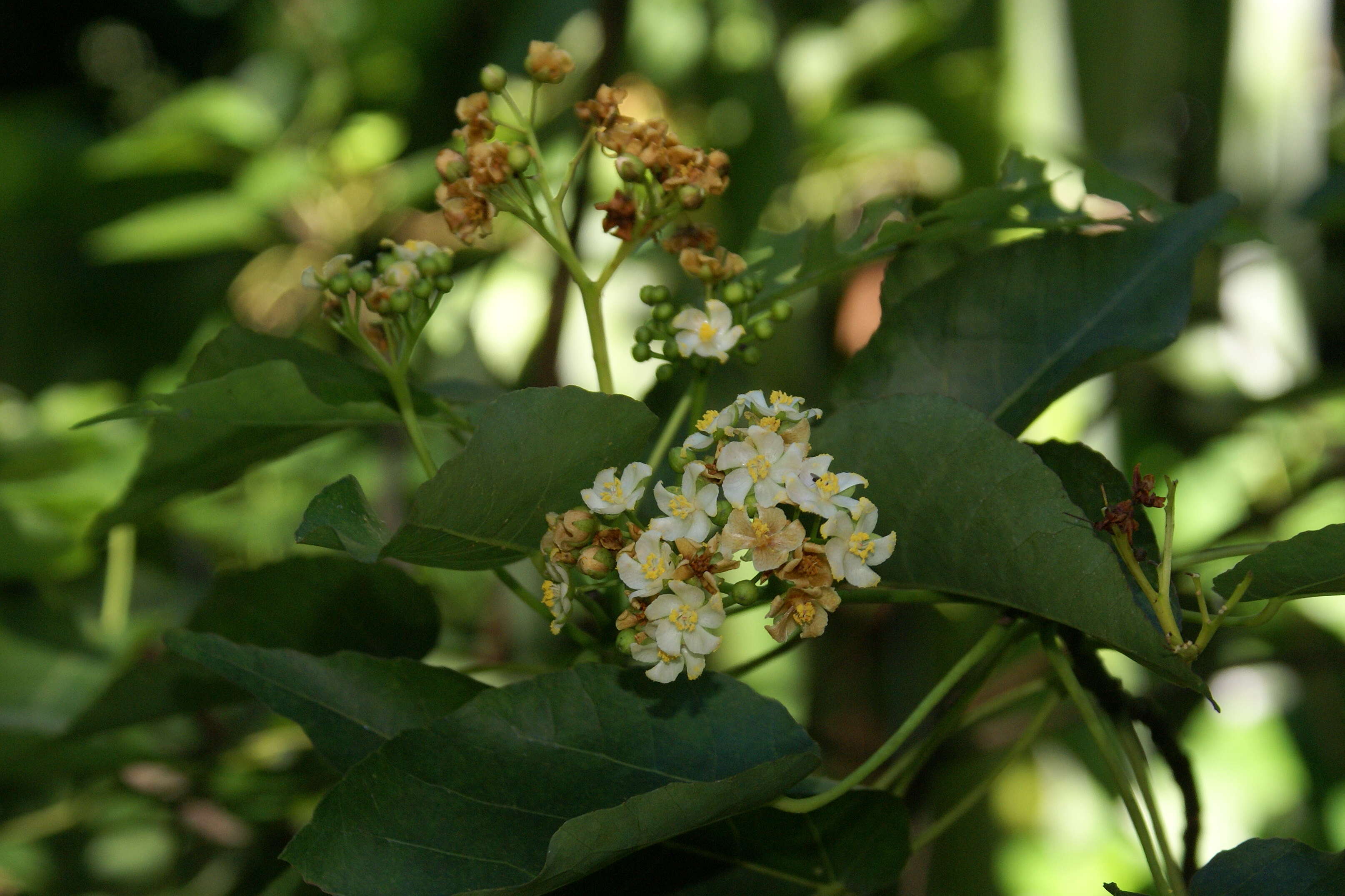 Image of Dombeya